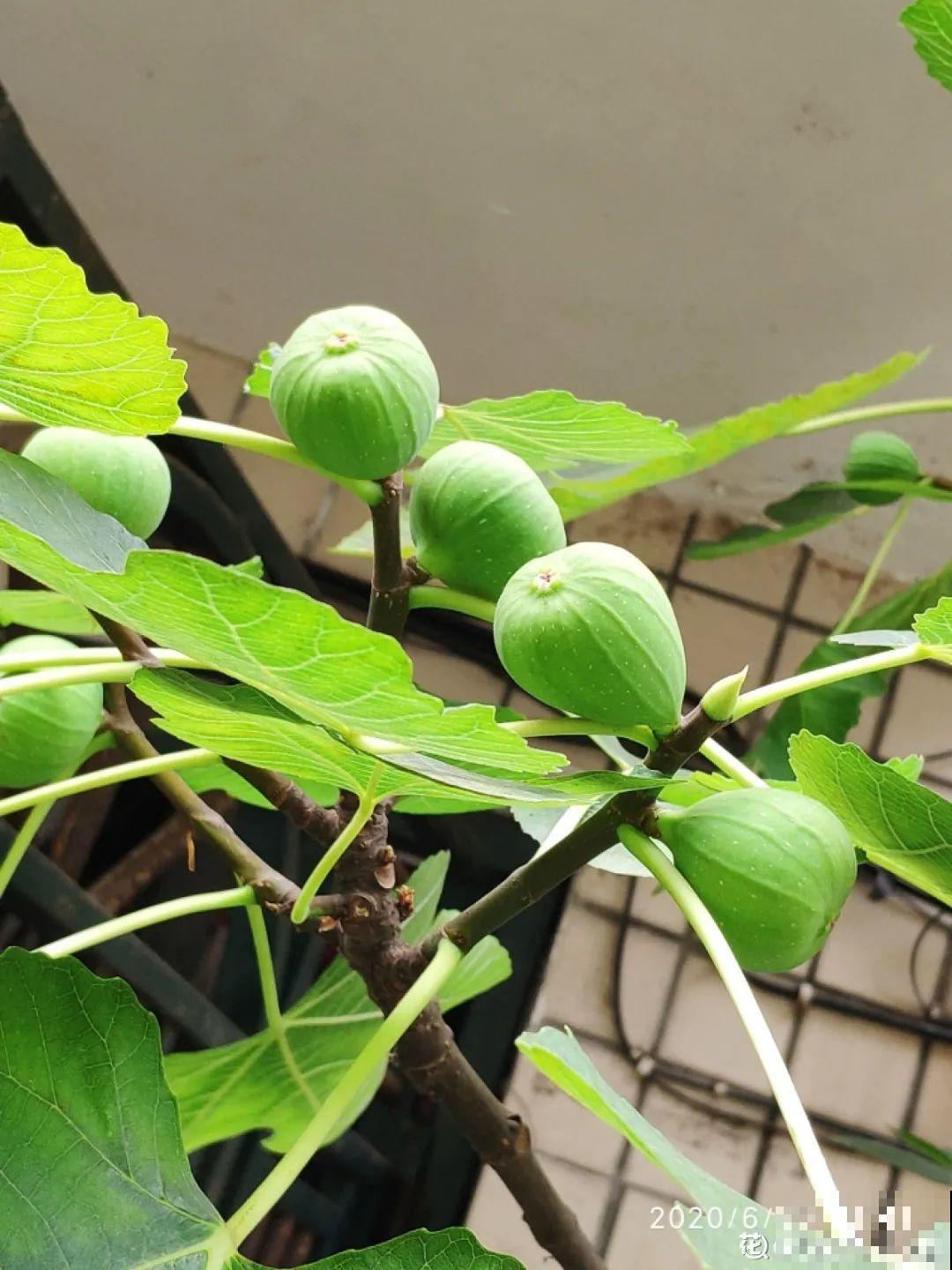 1盆苹果卖300块,为啥这么贵,难道是金苹果? 1盆苹果卖300块,为啥这么贵,难道是金苹果?