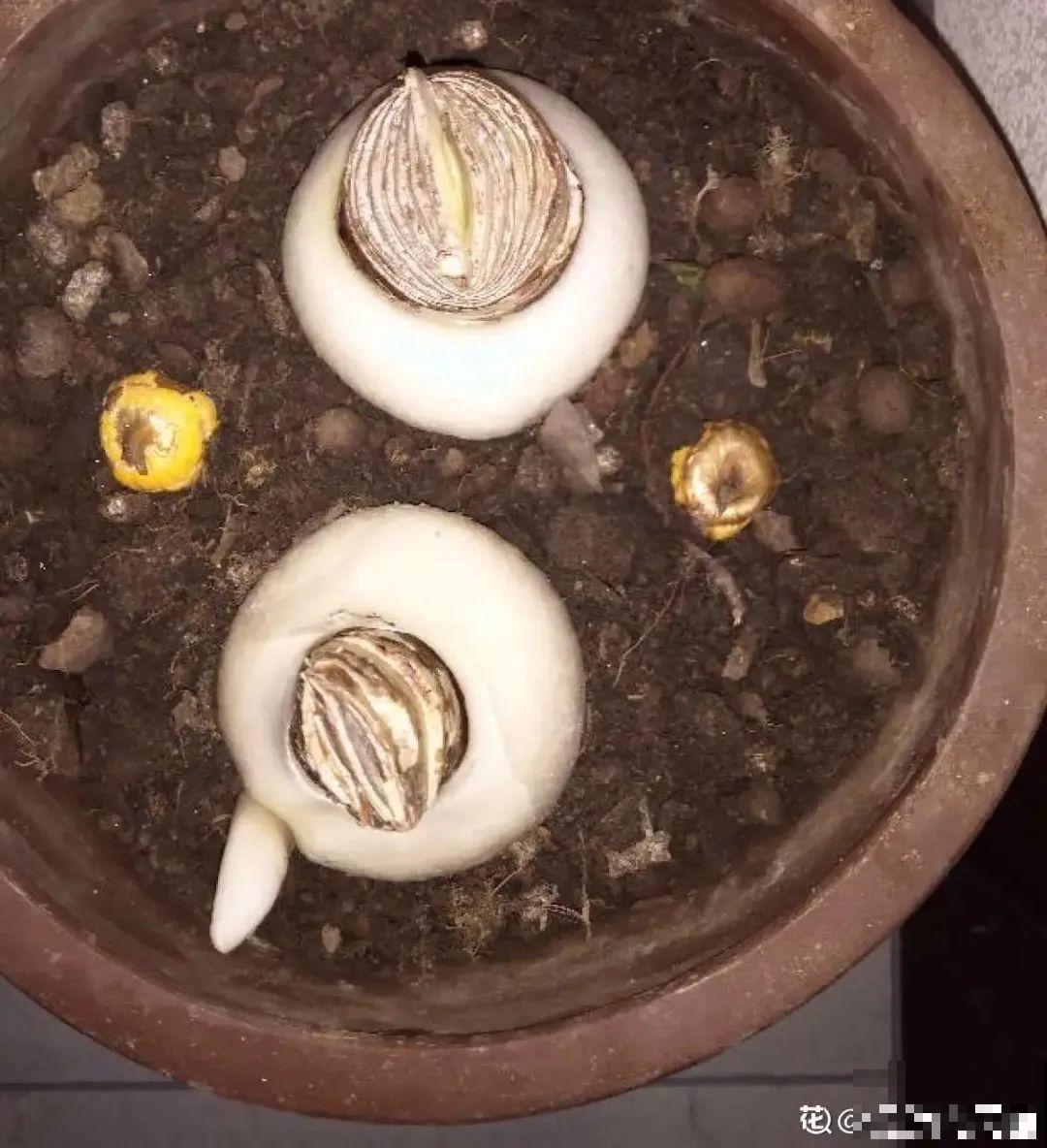 虎皮兰扒层土，嗖嗖冒芽，长得特旺