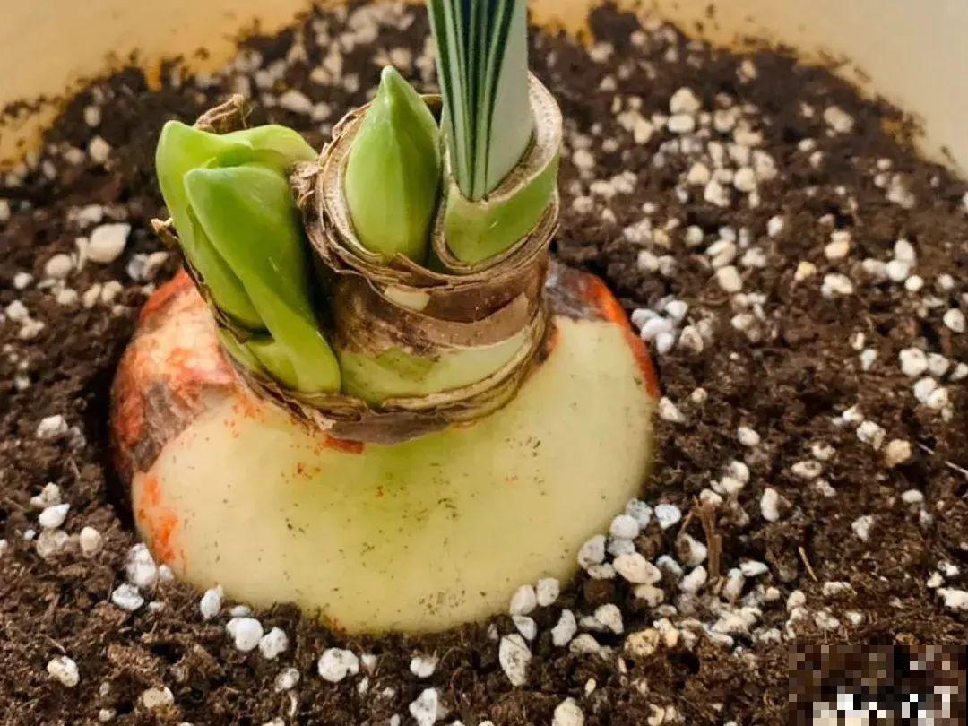 百合开花不是一次性，开完要施肥，1盆能生20盆