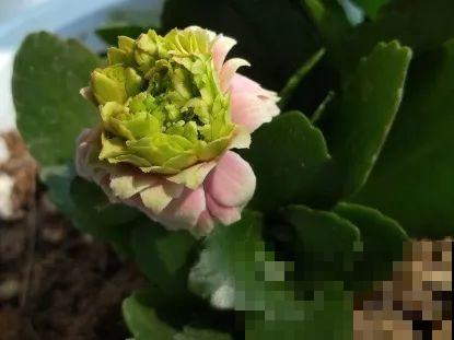 长寿开花变异了，十年都见不到一次，真稀罕