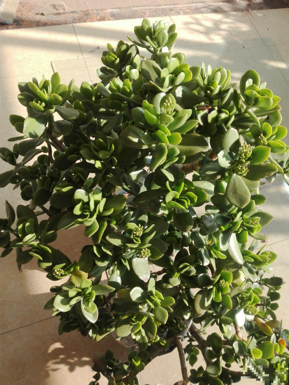 家里光照不好，就养耐阴花，没光也能开爆盆