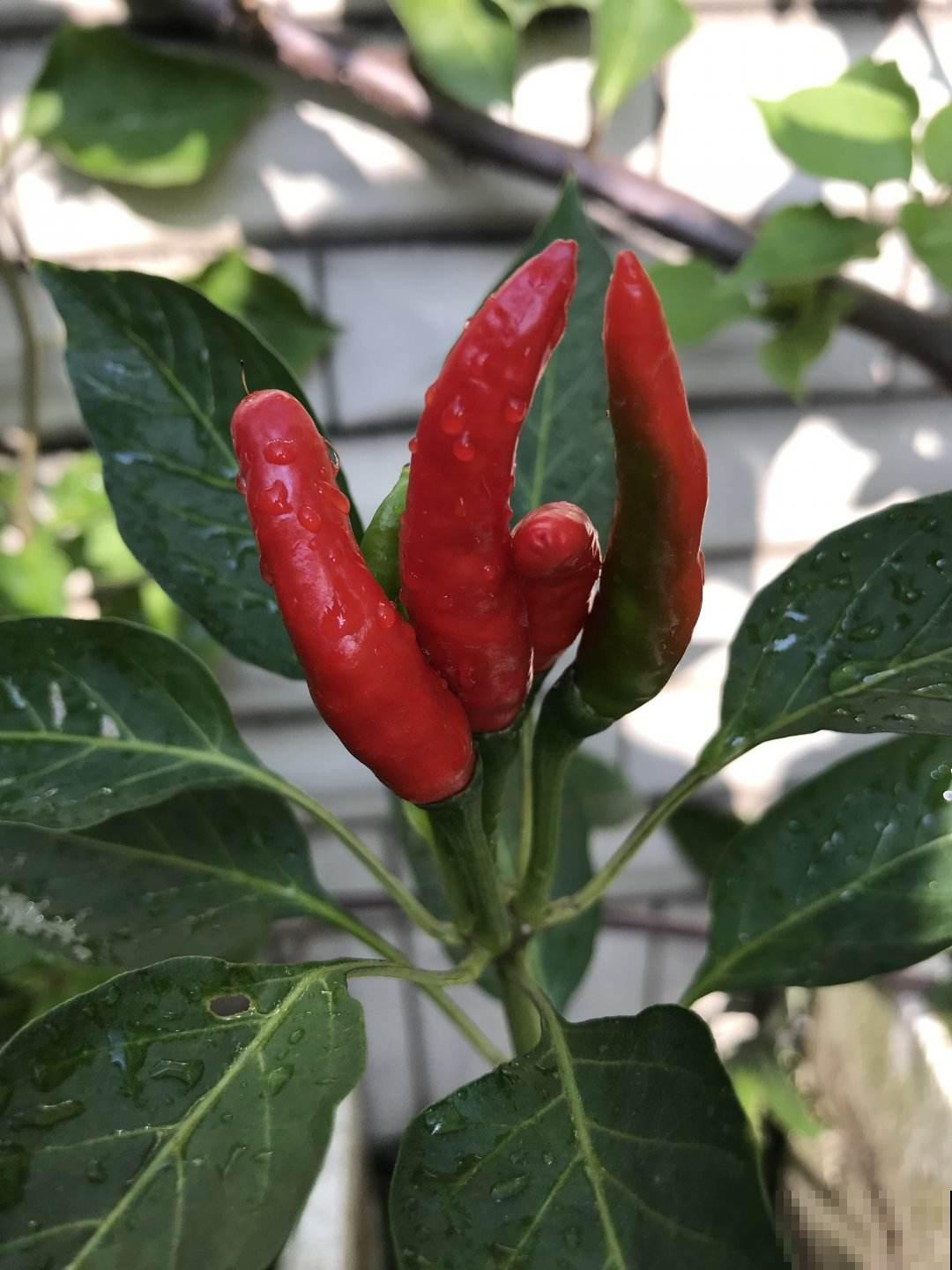 辣椒要选对，4种辣椒特香，越吃越想吃