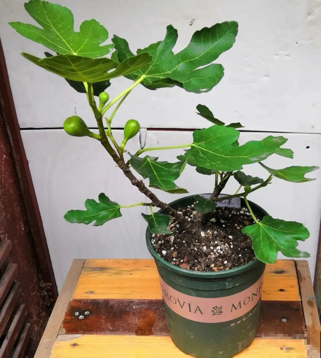 1盆苹果卖300块,为啥这么贵,难道是金苹果? 1盆苹果卖300块,为啥这么贵,难道是金苹果?