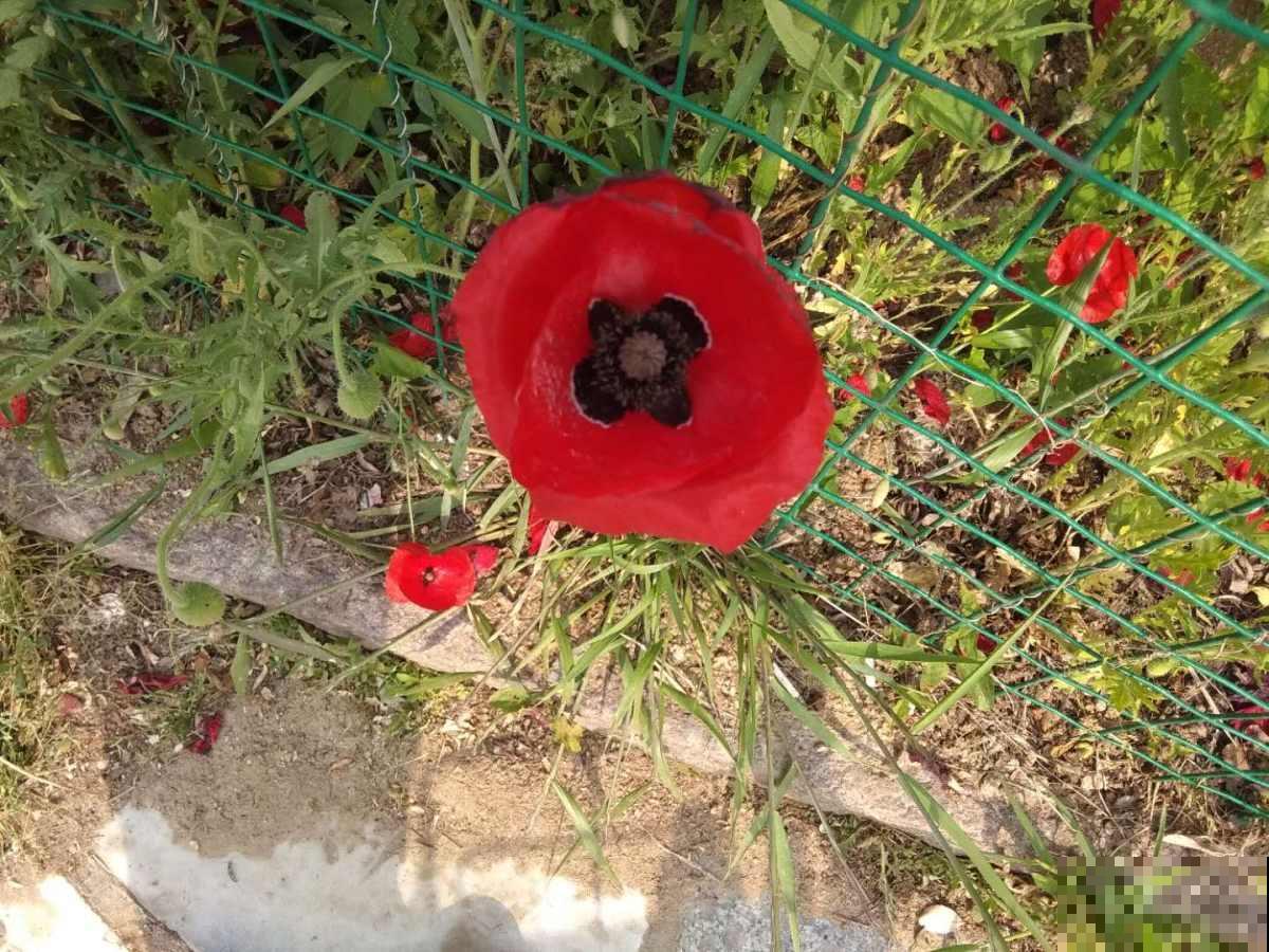 在家想养虞美人，注意做好这4点，每一盆都能开出漂亮的花！