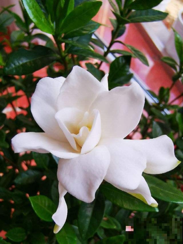 在还没有进阶养花大神时,4种花还是要慎买,基本上买一盆死一盆 在还没有进阶养花大神时,4种花还是要慎买,基本上买一盆死一盆