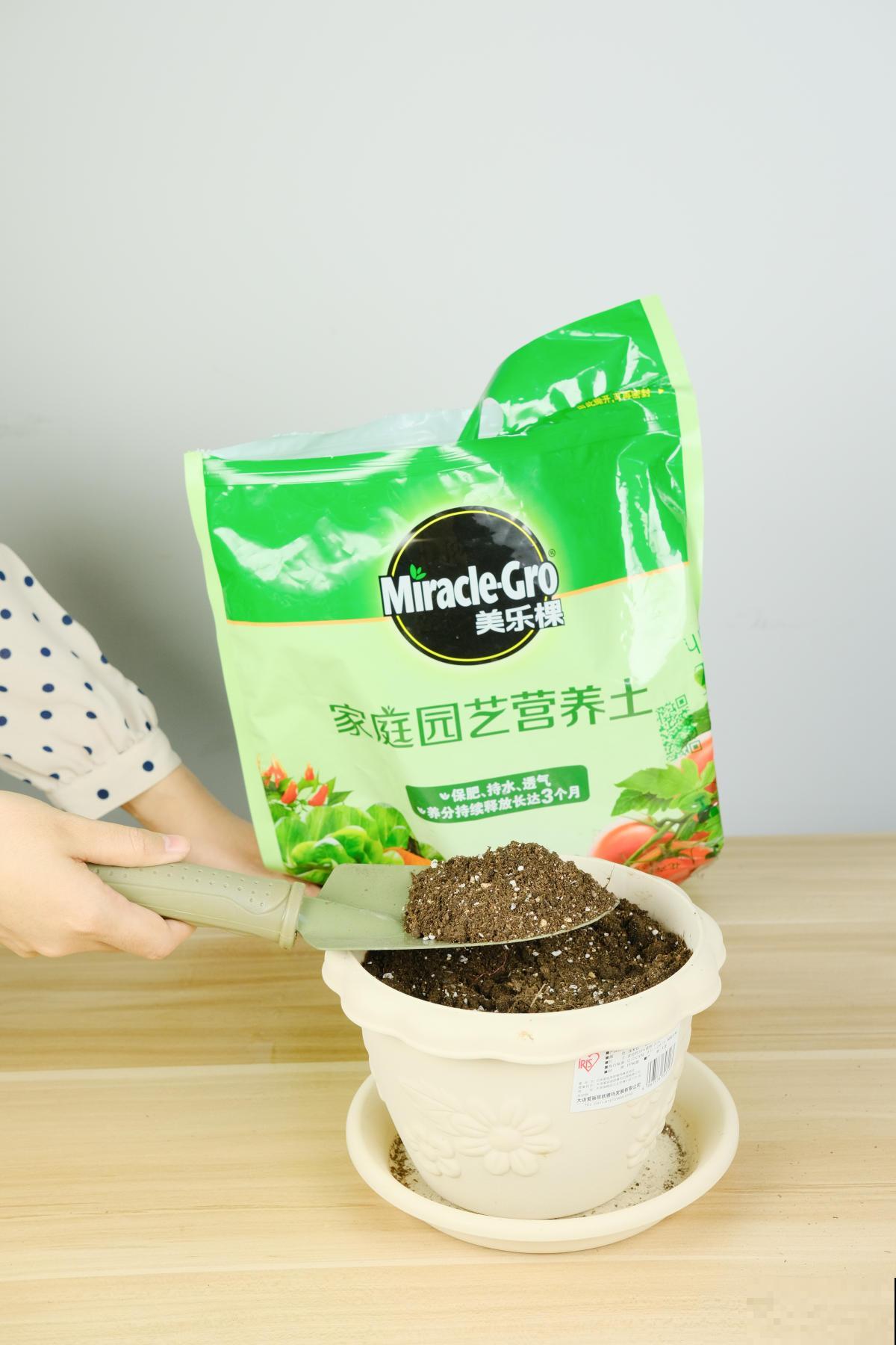 手把手教你怎样给花卉换盆，简单实用，换完花卉越长越旺
