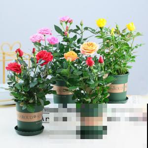 不知道玫瑰花怎么样?4个小技巧,轻松掌握盆栽玫瑰的养护方法! 不知道玫瑰花怎么样?4个小技巧,轻松掌握盆栽玫瑰的养护方法!