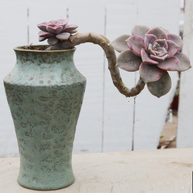 一盆君子兰，居然能卖10万块，真值钱！