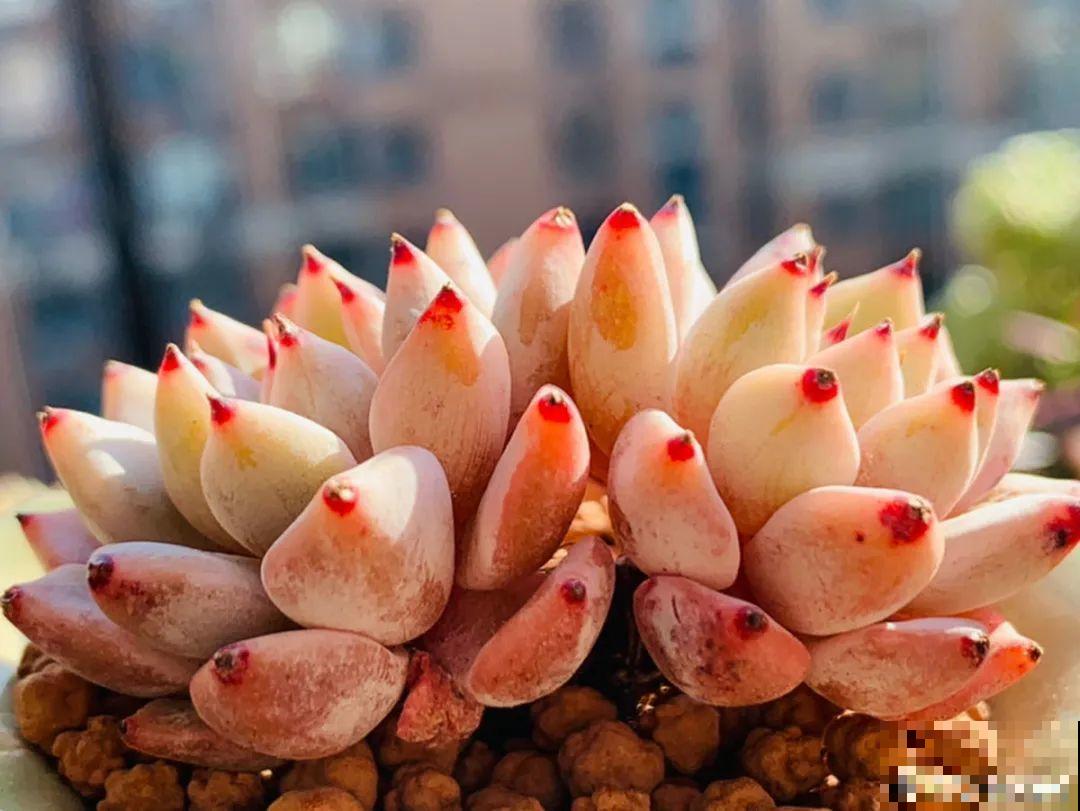 小阳台也能养多肉，一尺一寸，都是繁华！