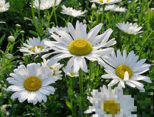 超级美的10种菊花,五彩缤纷,太好看了! 超级美的10种菊花,五彩缤纷,太好看了!