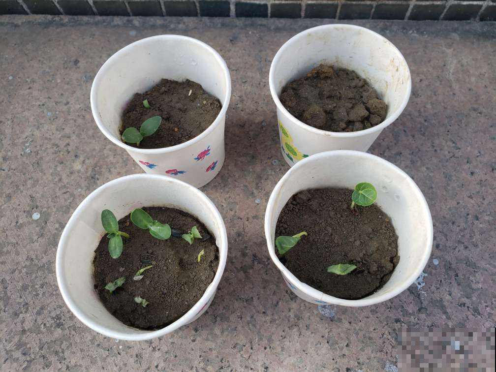 春天要给花换盆,尤其是这4种情况。早换盆植物长得好 春天要给花换盆,尤其是这4种情况。早换盆植物长得好