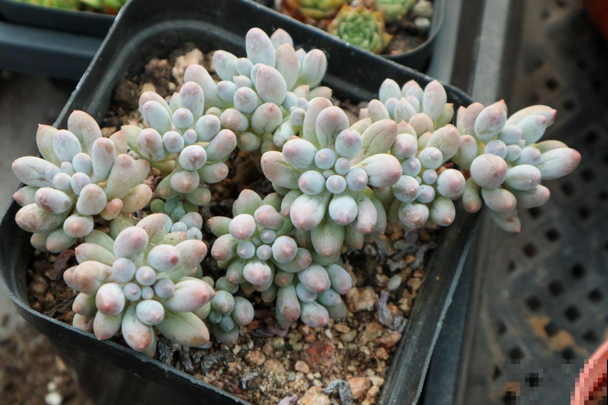 多肉养不活？学会这4招，个个都是“巨无霸”