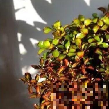 喜欢晒太阳的新西兰茜草，叶片一晒亮闪闪的，好看极了！