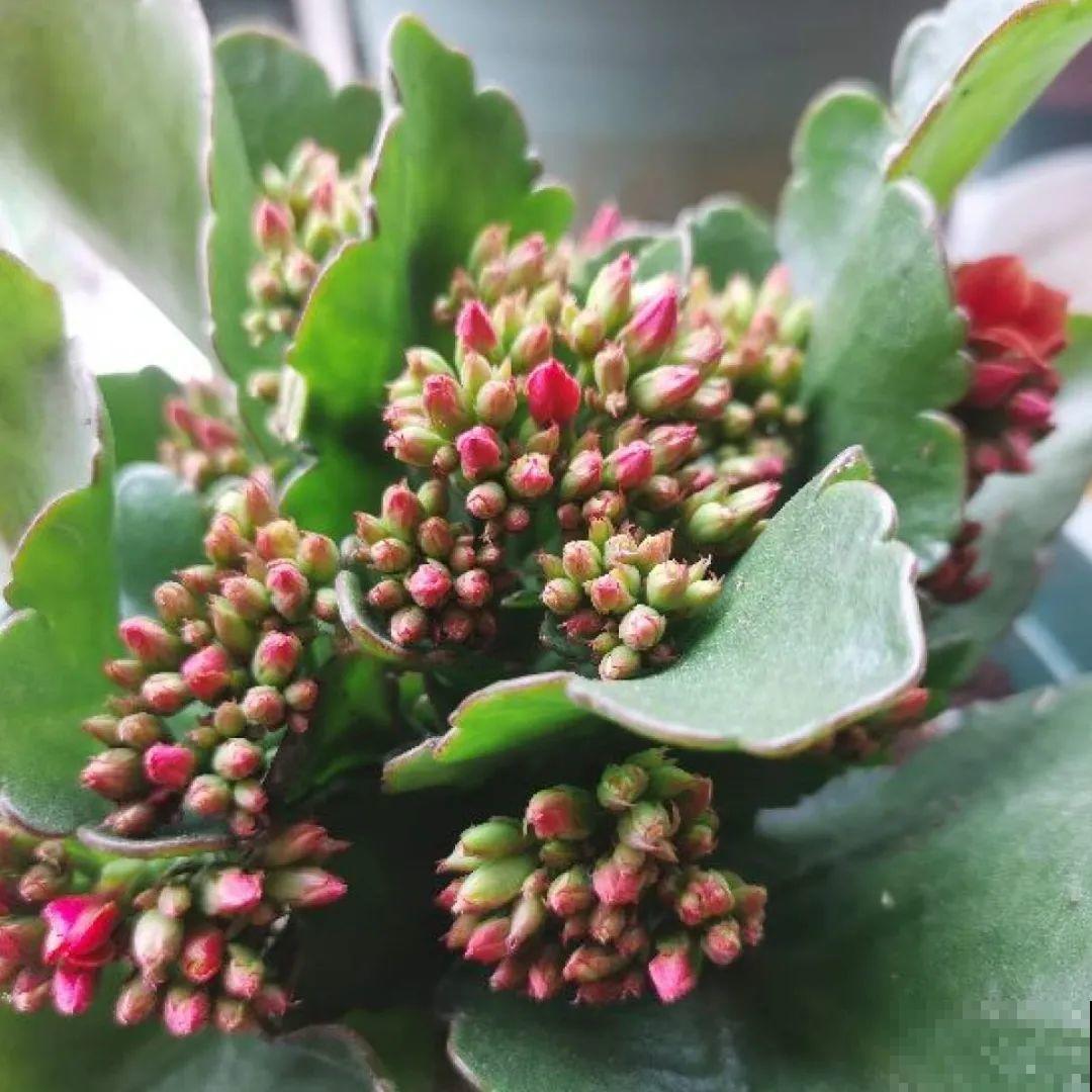 光照不好不要紧，浴霸照一照，花开爆盆！