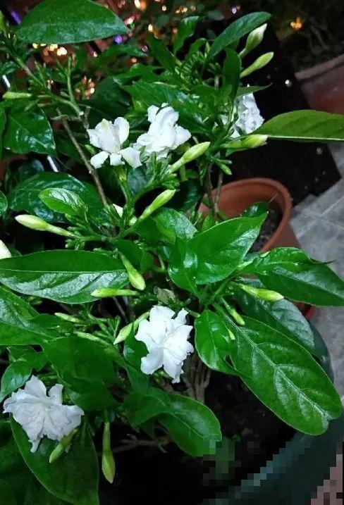 这种花名字虽土，开花却很美，像极了茉莉花！