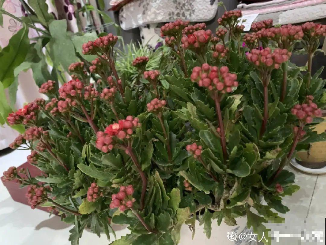 花开一半就掉了,再不管,花苞全掉光 花开一半就掉了,再不管,花苞全掉光