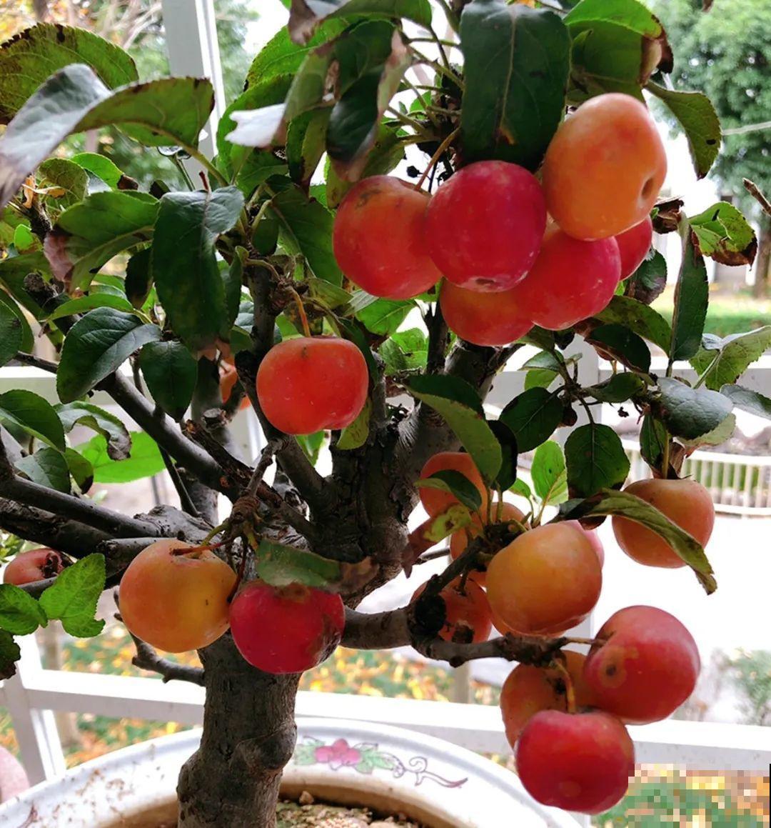 1盆苹果卖300块,为啥这么贵,难道是金苹果? 1盆苹果卖300块,为啥这么贵,难道是金苹果?