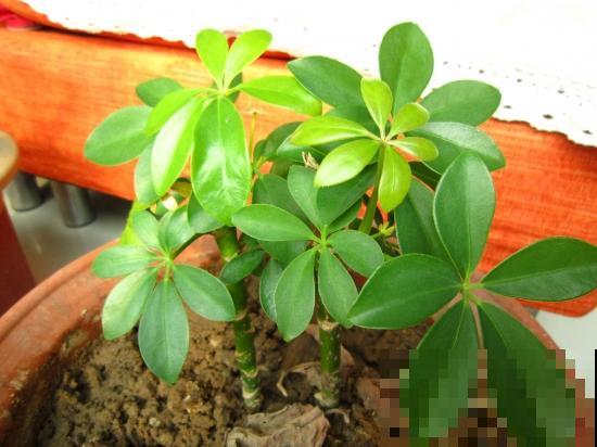 鸭掌木这么养,方法简单不黄叶,越长越旺盛! 鸭掌木这么养,方法简单不黄叶,越长越旺盛!