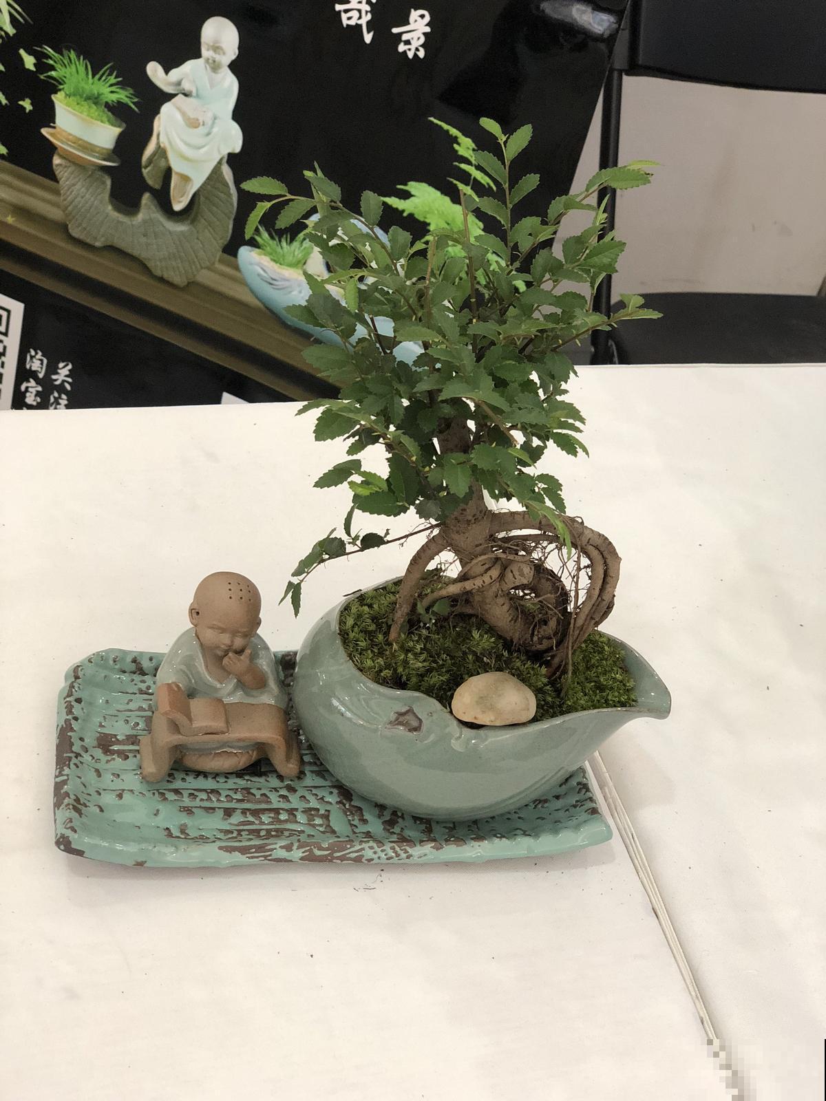 想要打造自己的盆景？简单几步，教你在家做出越看越美的盆景！