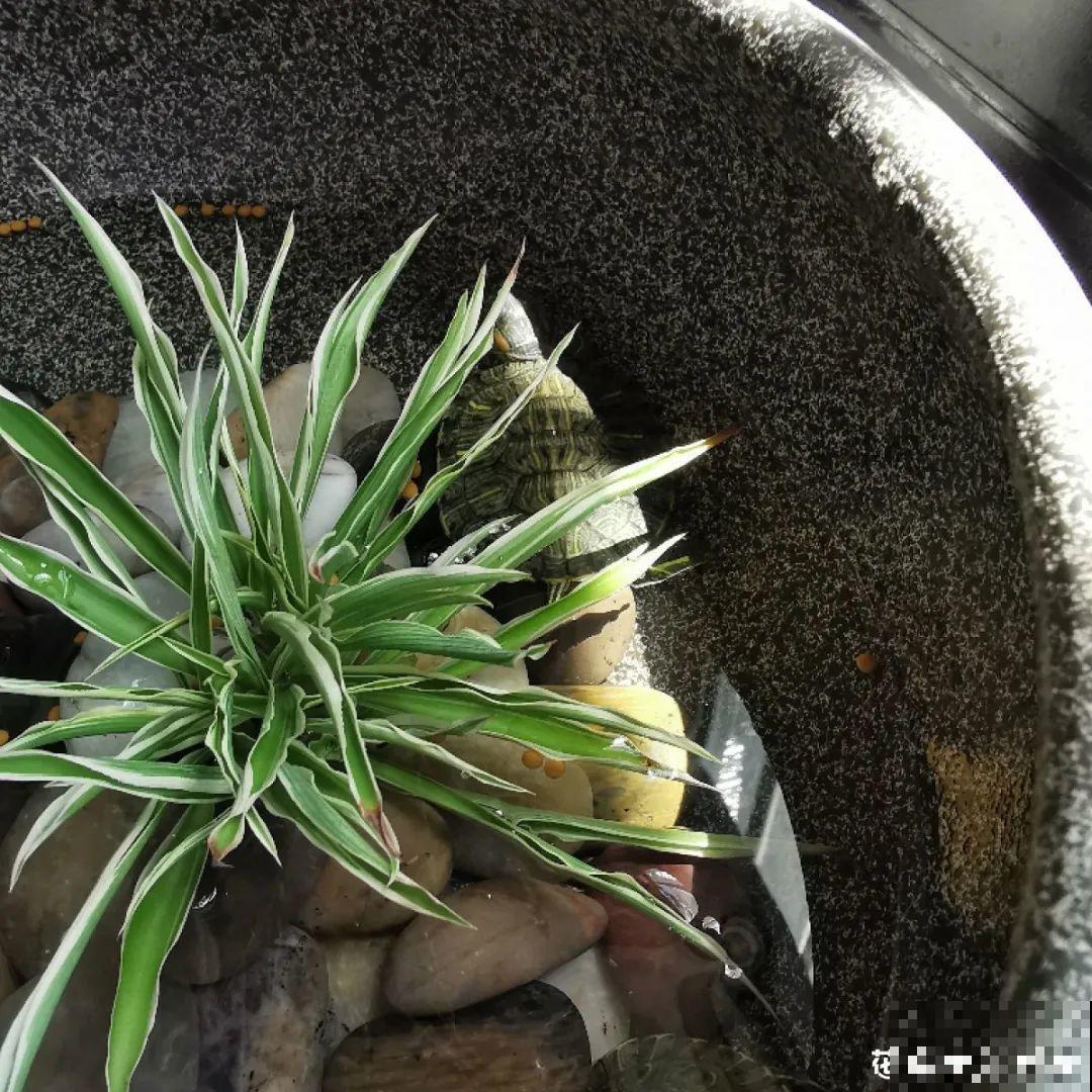 冬天干燥静电多，养这几盆花，增湿加氧很天然！