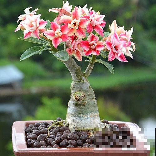 冬天养沙漠玫瑰?4件事千万别干,才能平安度过寒冬! 冬天养沙漠玫瑰?4件事千万别干,才能平安度过寒冬!