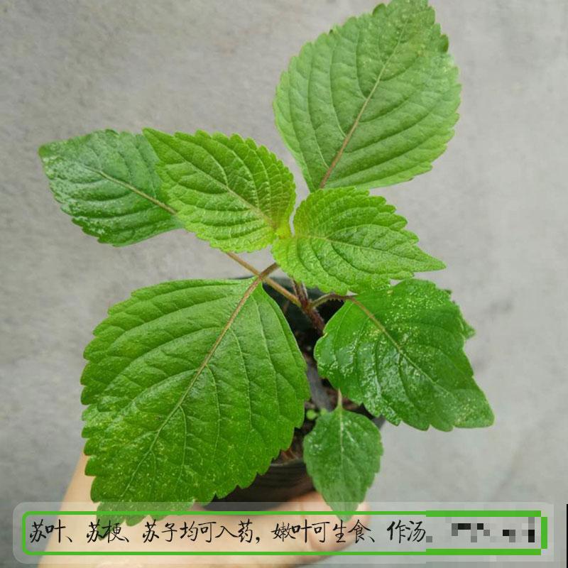 家里的快递盒子别丢掉,拿来养花效果好,还特省钱 家里的快递盒子别丢掉,拿来养花效果好,还特省钱