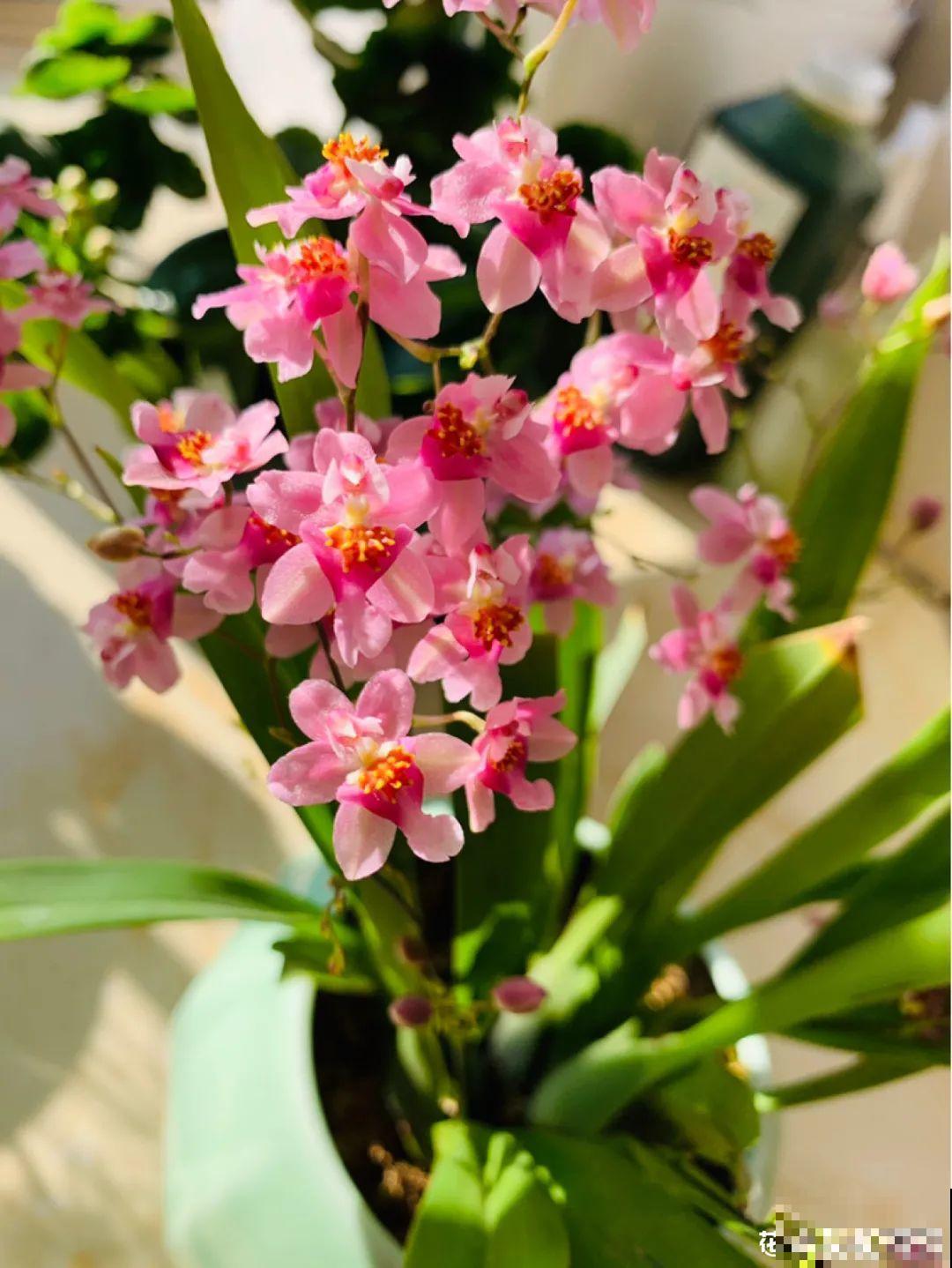 冬天的5种花特香，越冷越开花，像是喷了香水