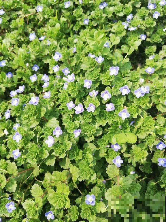 山上的野花是“初春信号”，露出嫩绿的小脑袋，开花一大片