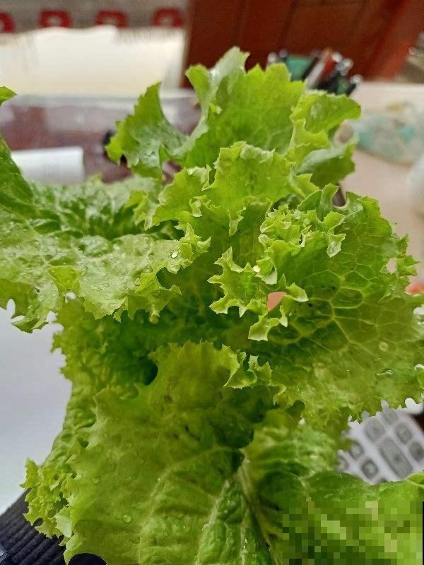 还有半个月立春，立春之前吃4种菜，能有效缓解“春燥”