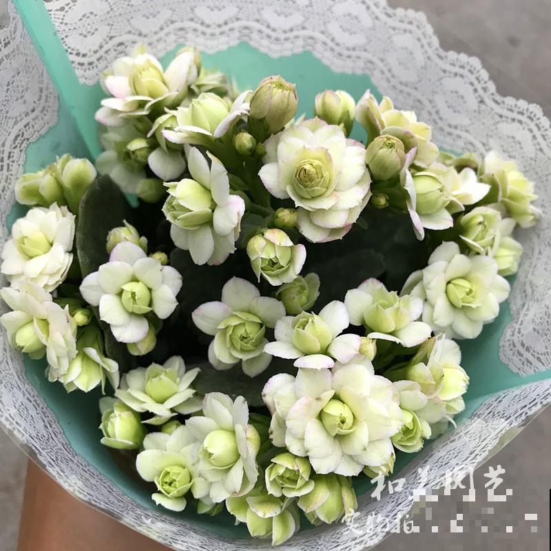 家里的老人爱养花，就养这6种，陶冶情操还锻炼身体