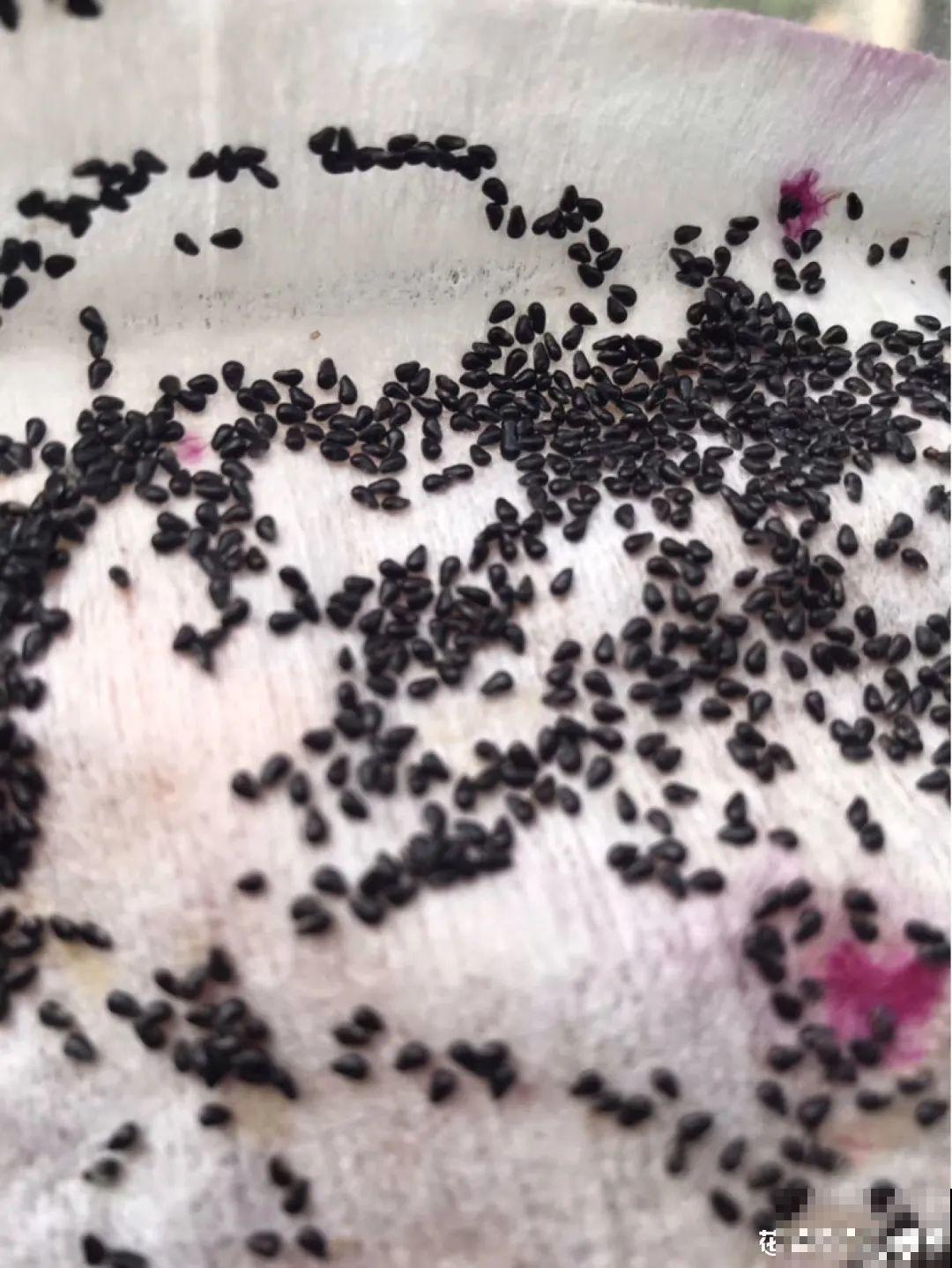 吃完的水果核别丢，扔土里长出小嫩芽，俩月长成新盆栽