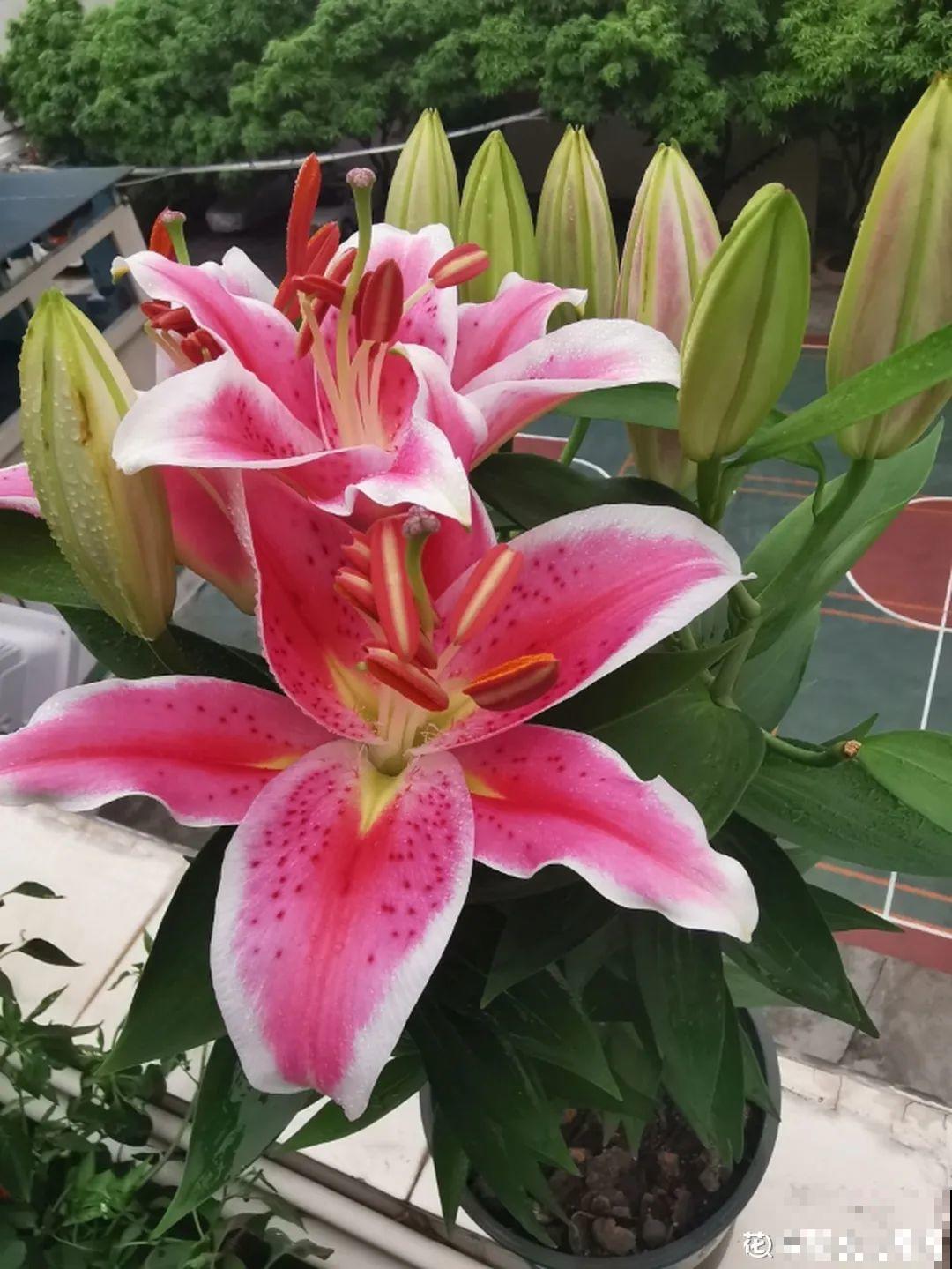 冬天的5种花特香，越冷越开花，像是喷了香水