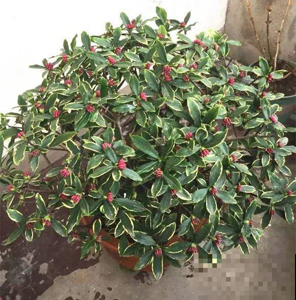 7种花，现在绝对不能剪，剪了一年不开花！