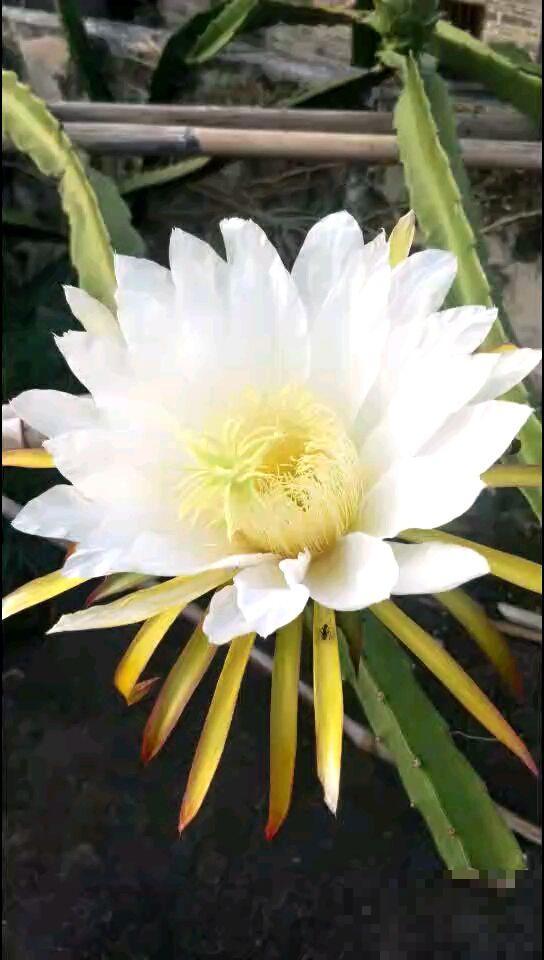 吃花历史上千年，不同的花有不用食用方法，口味太独特