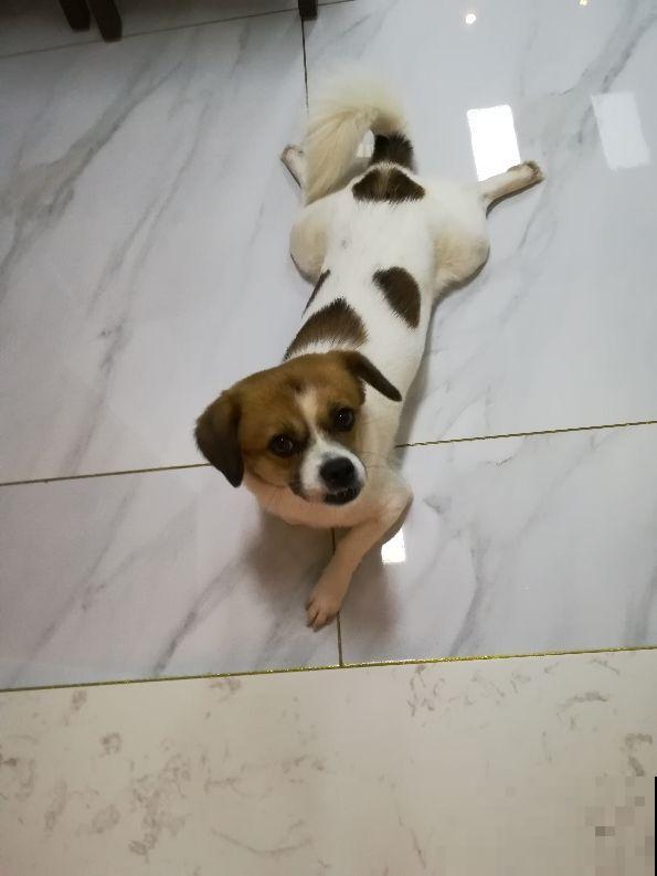 养花最令人头疼的竟是宠物，一眼看不住，就被它们毁了