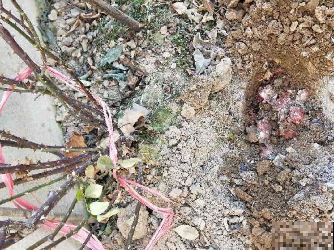 鱼肠肥、大骨粉，现在埋几勺，春天开花上百朵