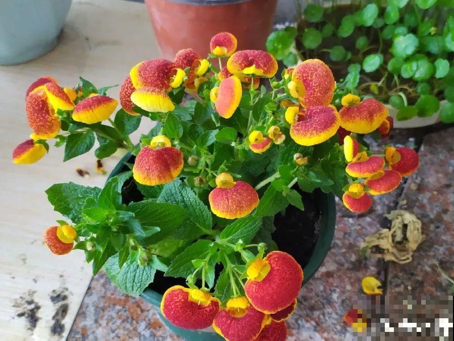 比绿萝好看的8种花，养护起来特简单，颜色还鲜艳