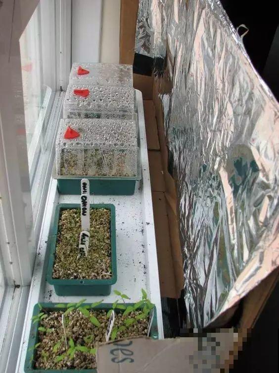 室内养花光照不充足？3个小方法，教你“自制光照”！