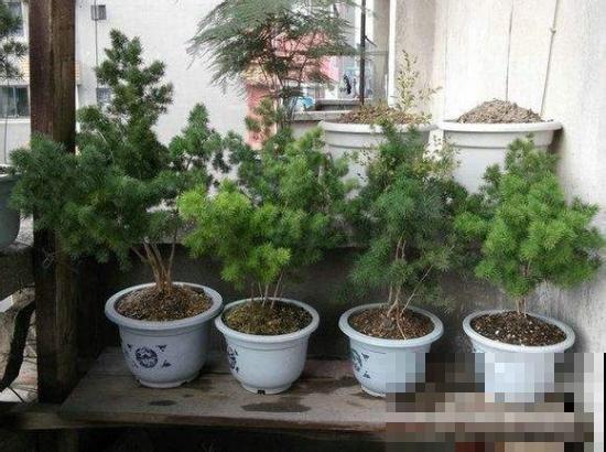 养护蓬莱松，一定要知道这几点，学会才能一年四季绿油油！