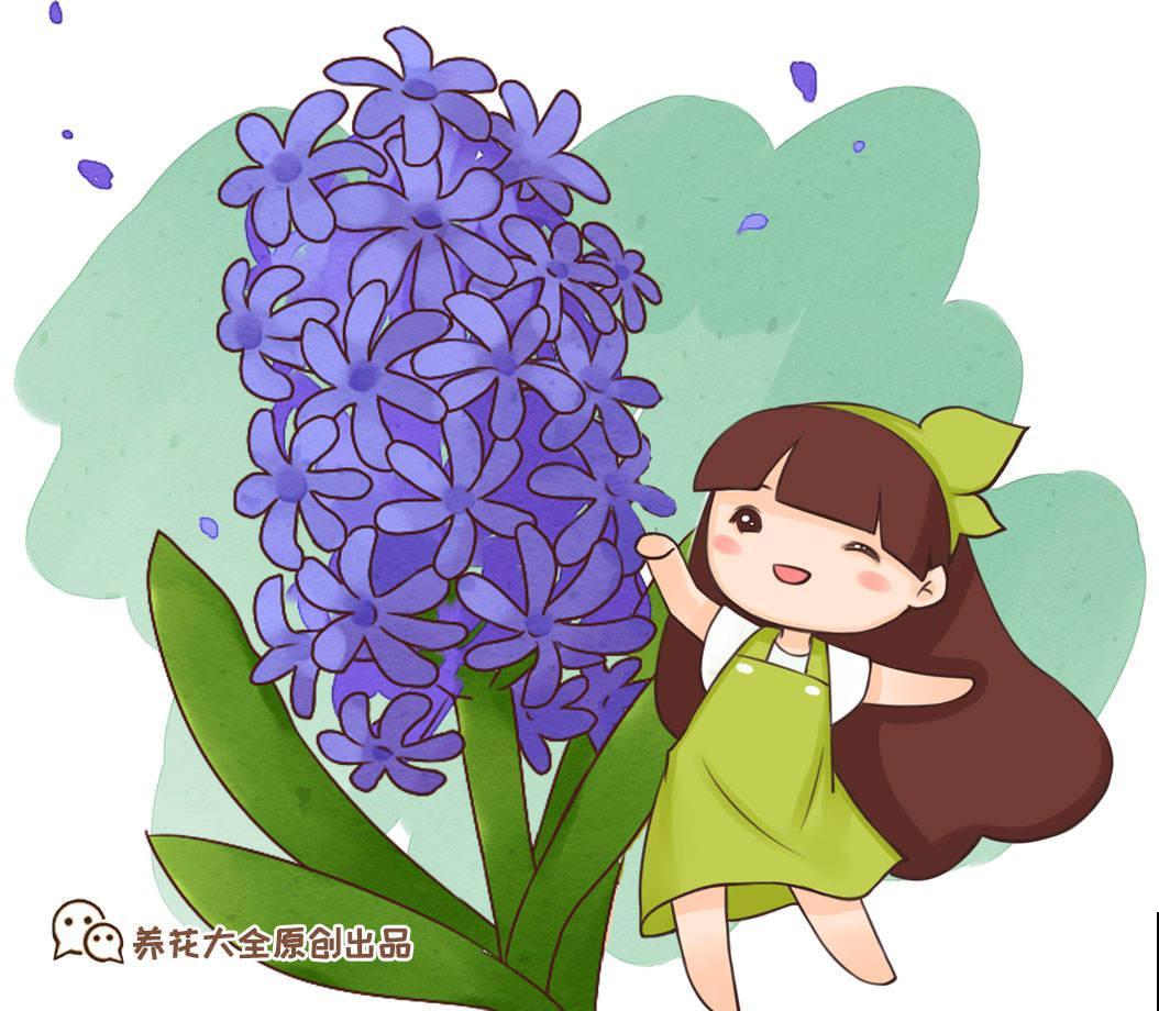 超级好看的葡萄风信子，记好这3点，猛爆“葡萄串”