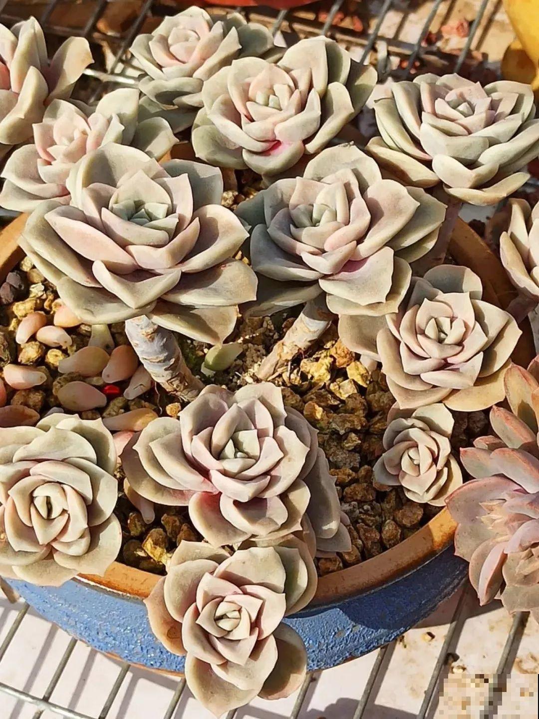 多肉养在大盆里,就是豪横霸气,棵棵大得像白菜 多肉养在大盆里,就是豪横霸气,棵棵大得像白菜