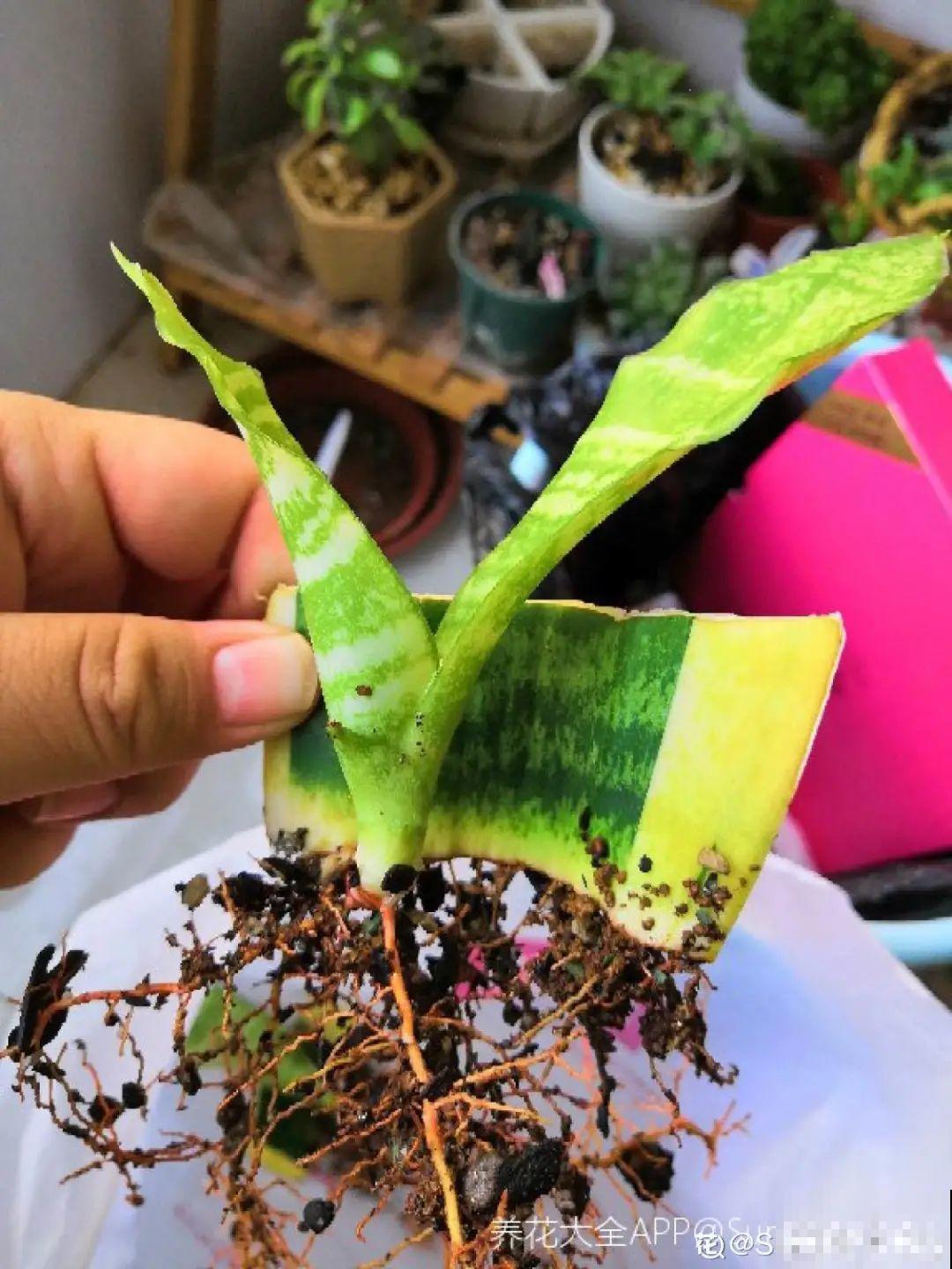 现在扦插超好活，剪根枝，捂3天，冒出狗牙根！