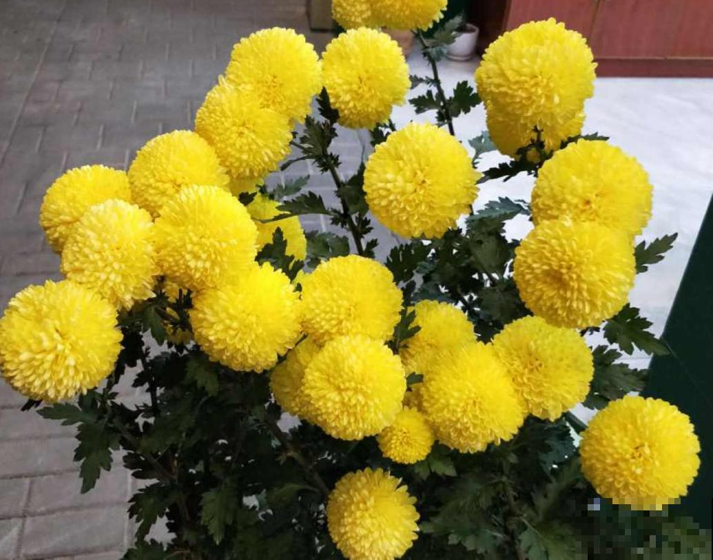 乒乓菊花型像个球，新鲜有意思，种上一盆人人夸！