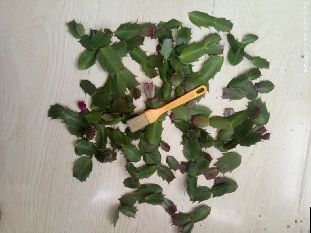 养护蟹爪兰,要注意8个要点,才能开出仙气飘飘花 养护蟹爪兰,要注意8个要点,才能开出仙气飘飘花