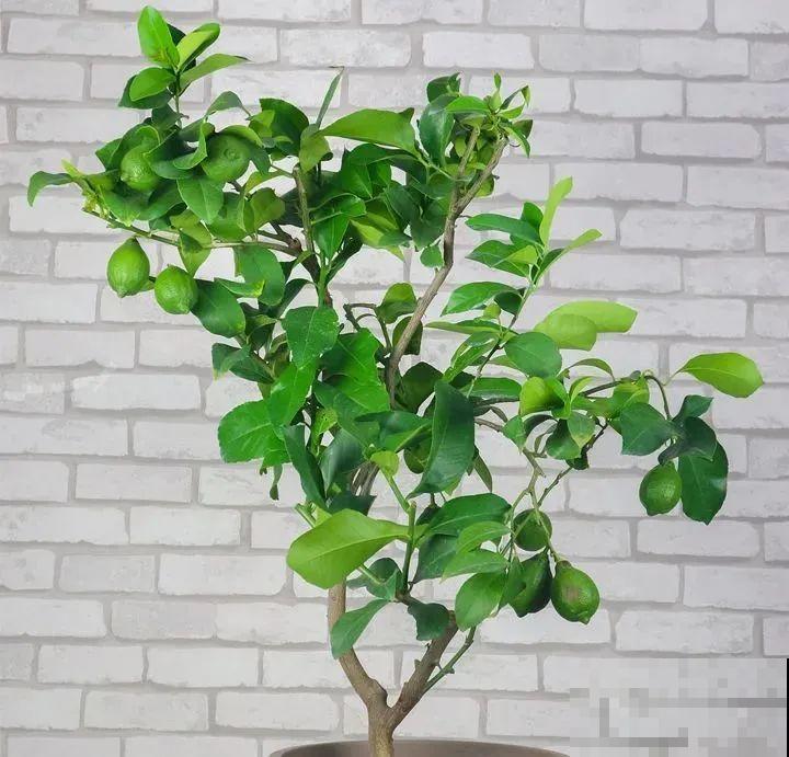 1盆苹果卖300块,为啥这么贵,难道是金苹果? 1盆苹果卖300块,为啥这么贵,难道是金苹果?