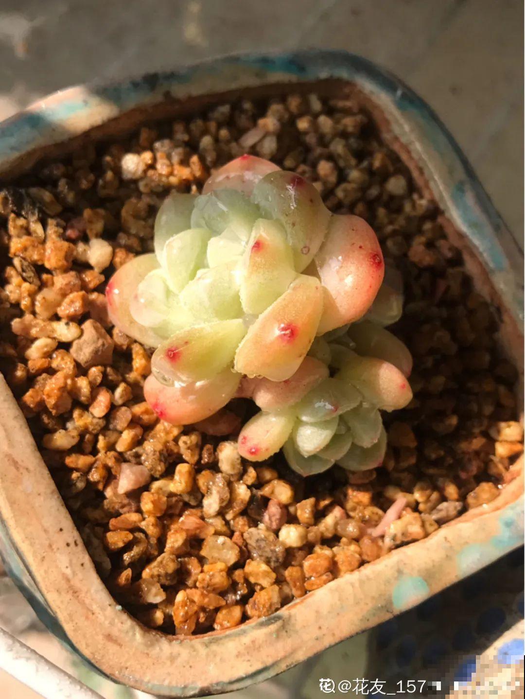 3款果冻多肉，透明软萌人人爱，好想轻轻咬一口！