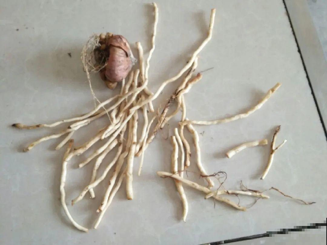 只需要种一次的花，年年疯长，除都除不尽