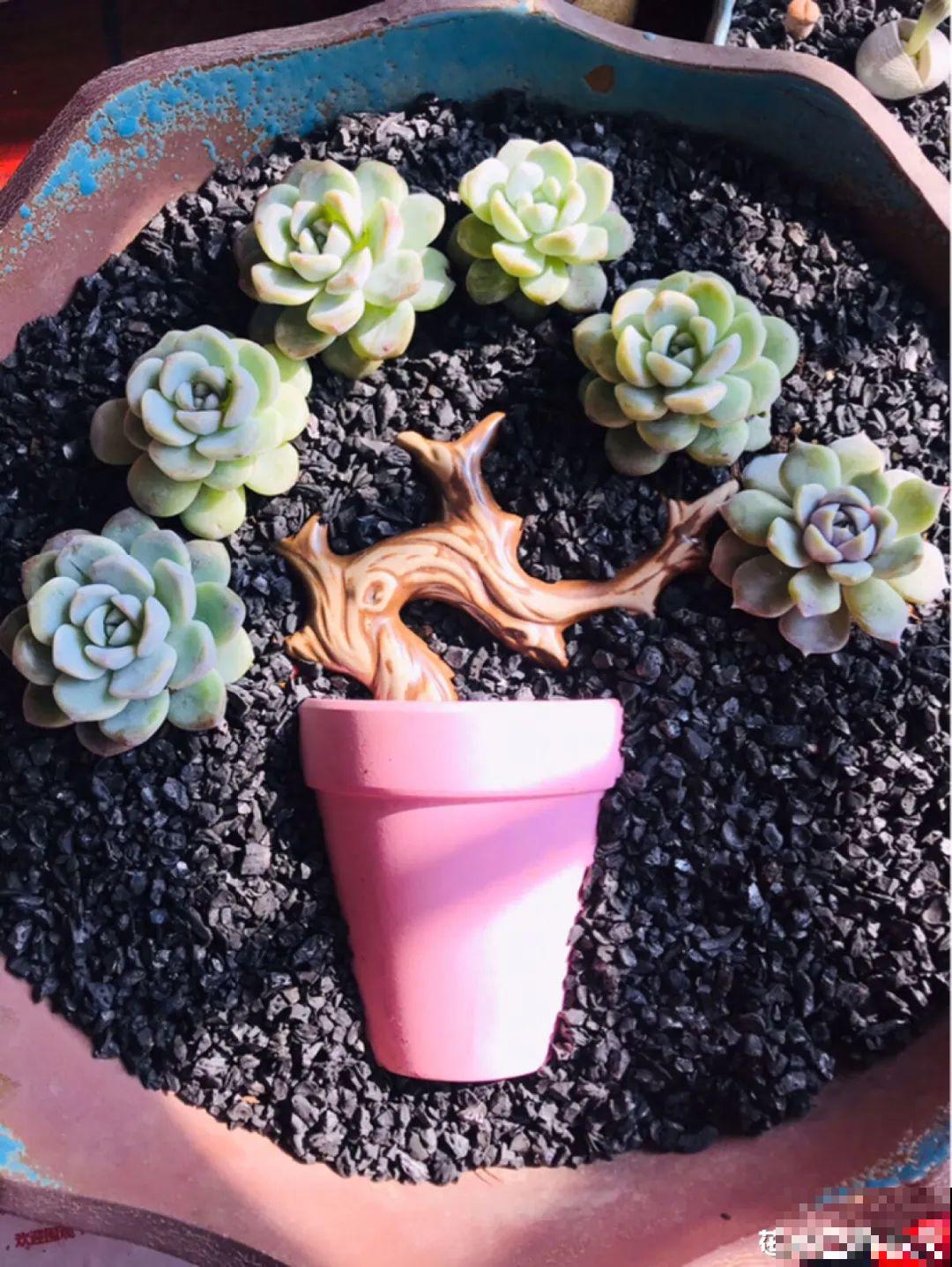 有个小阳台，养满多肉，满满的幸福感！