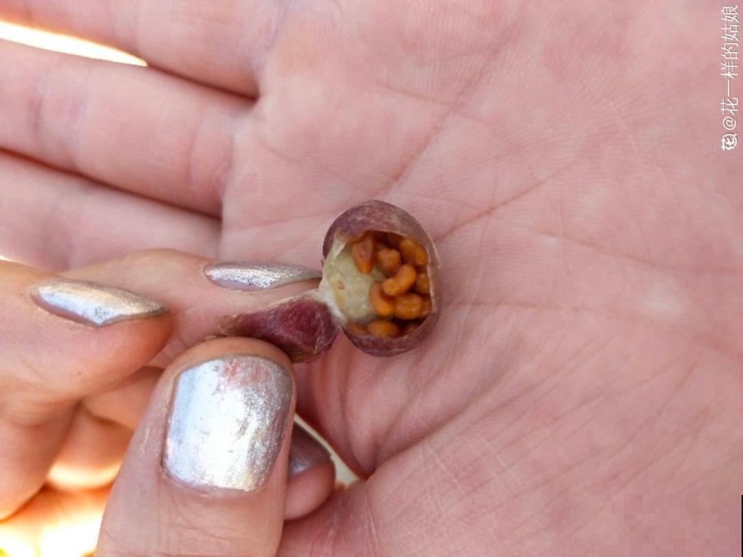 买花种子总是不对版,记住这些种子,少上当! 买花种子总是不对版,记住这些种子,少上当!