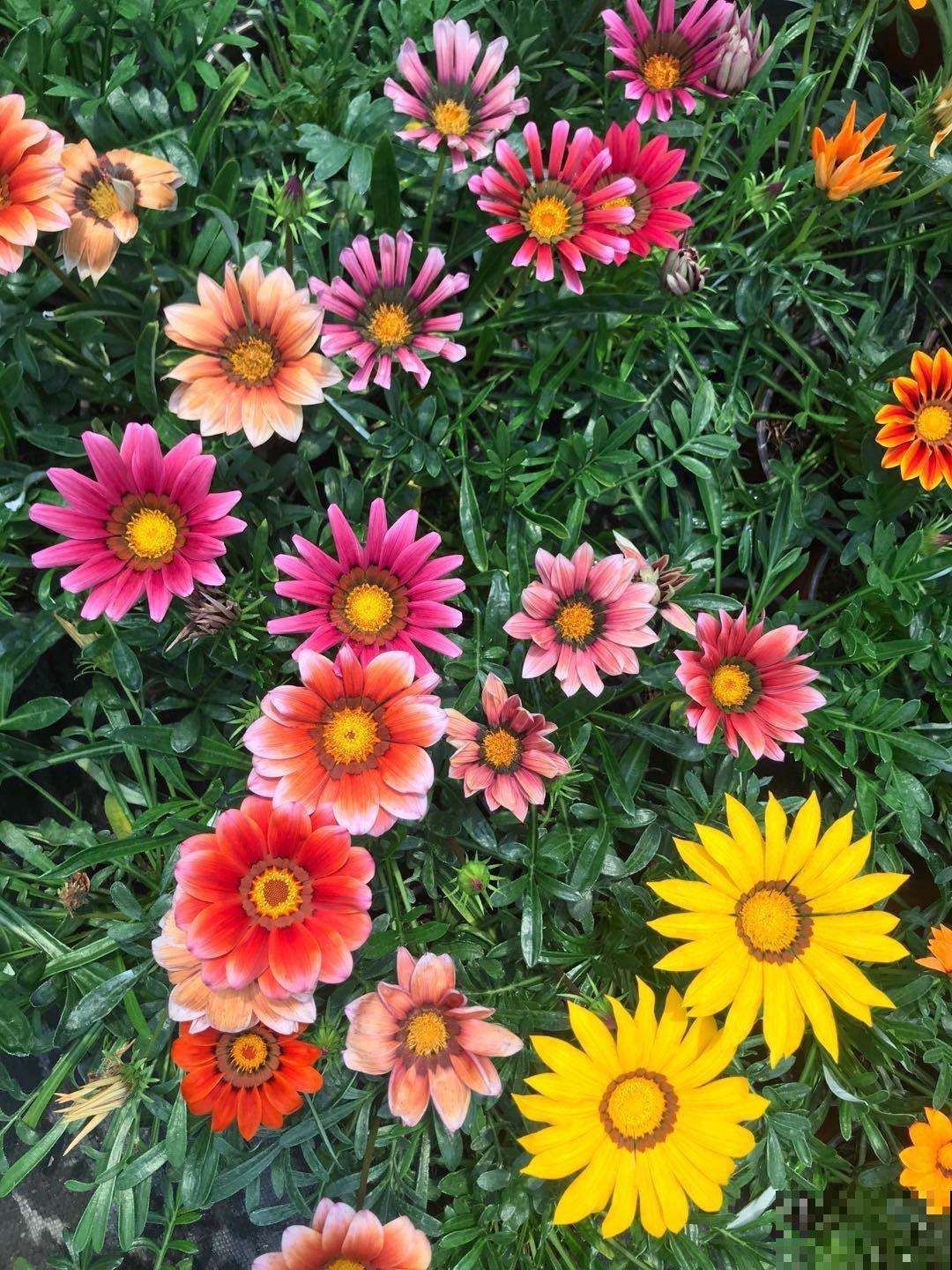 2021赏花时间表，记好这些时间，再也不怕错过花期！